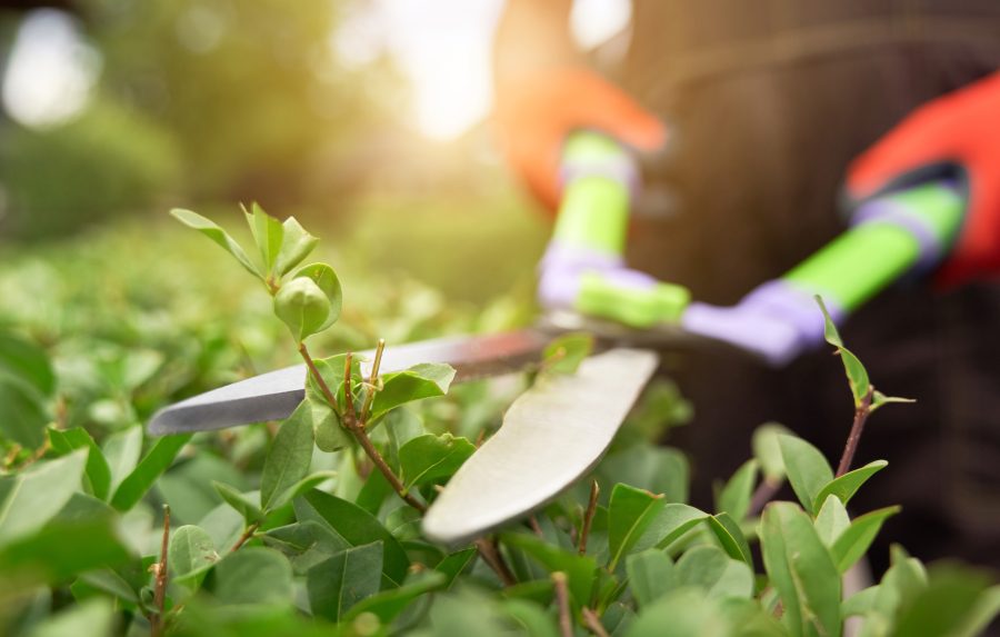 Jardinagem para iniciantes: Dicas para começar seu jardim do zero